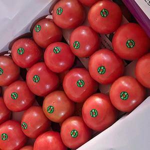 大量供应西红柿有需要的老板抓紧了还在持续涨价