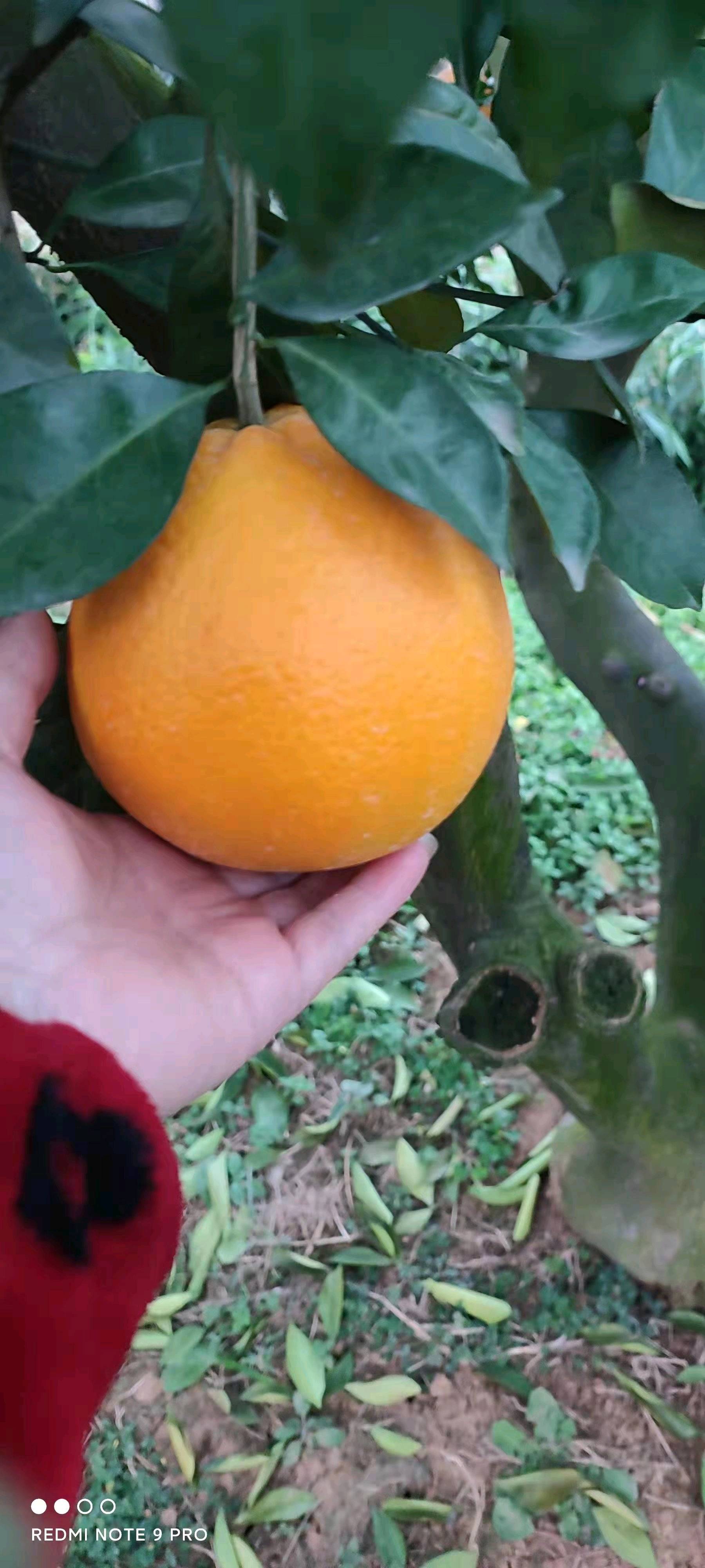 自家种植的脐橙，有4万多斤