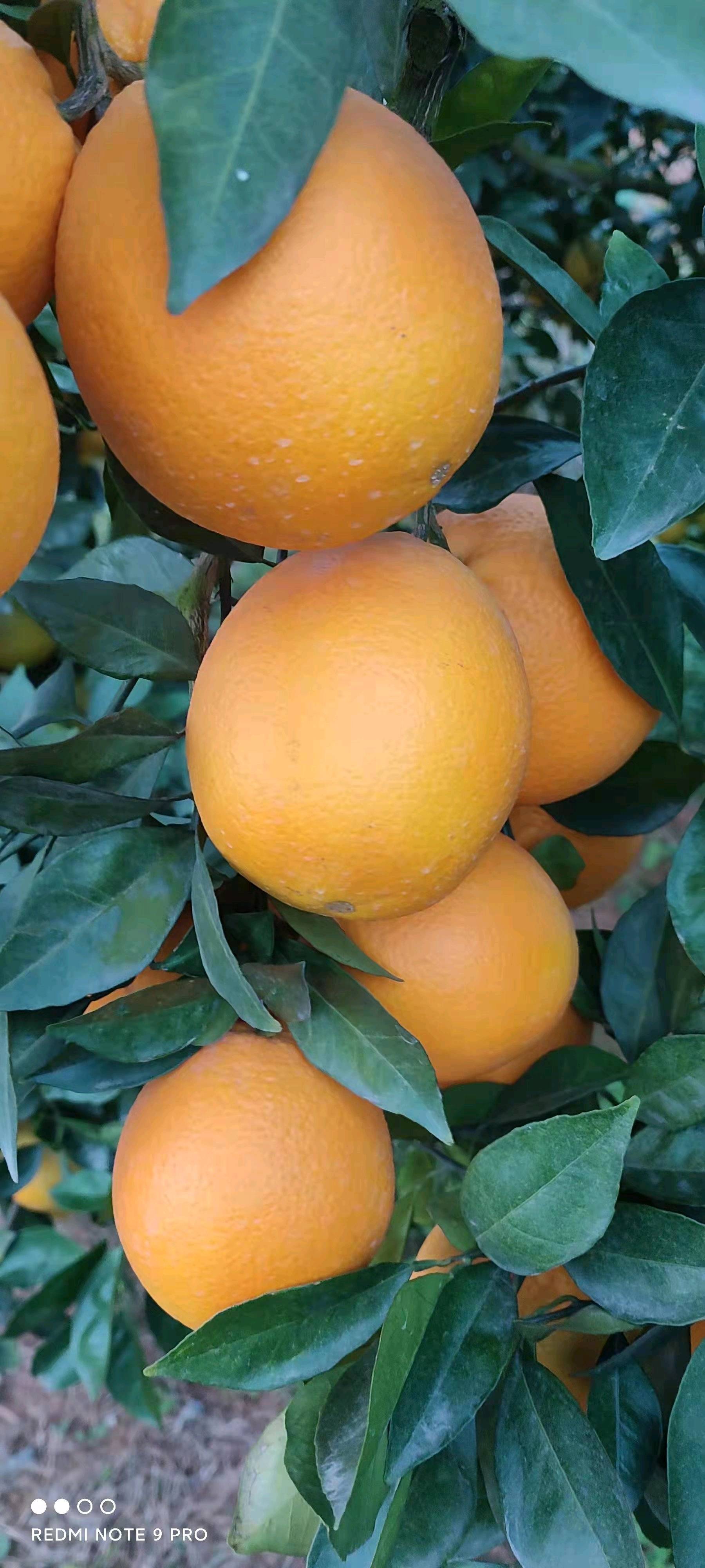 自家种植的脐橙，有4万多斤