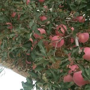 优质红富士苹果，出产于昌黎县半山坡地带