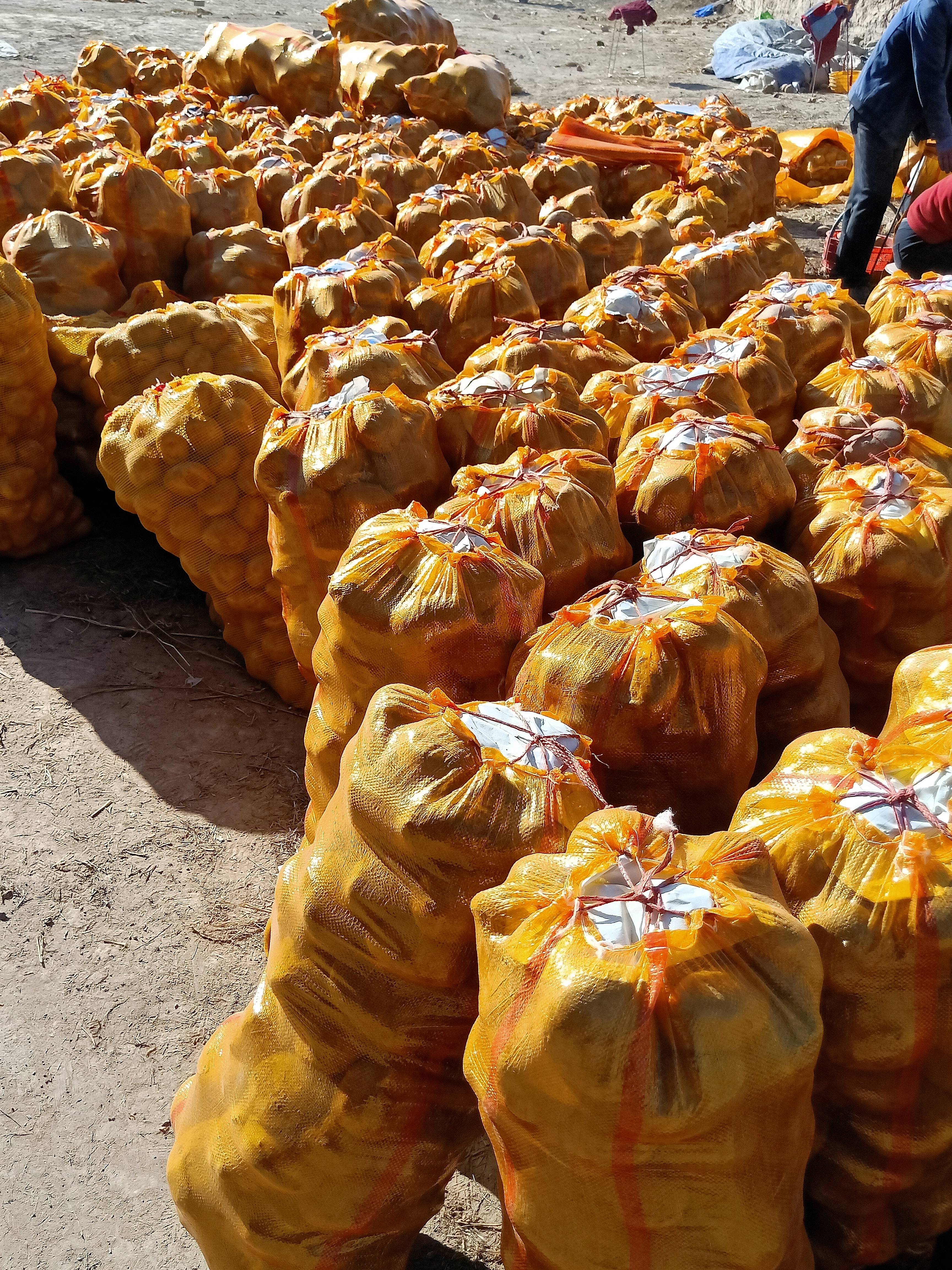 甘肃省定西市临洮县精品陇十土豆，货品优质，欢迎老板们致电15101801619