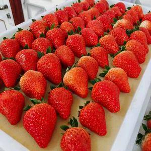 正宗丹东九九草莓，原产地，自产自销