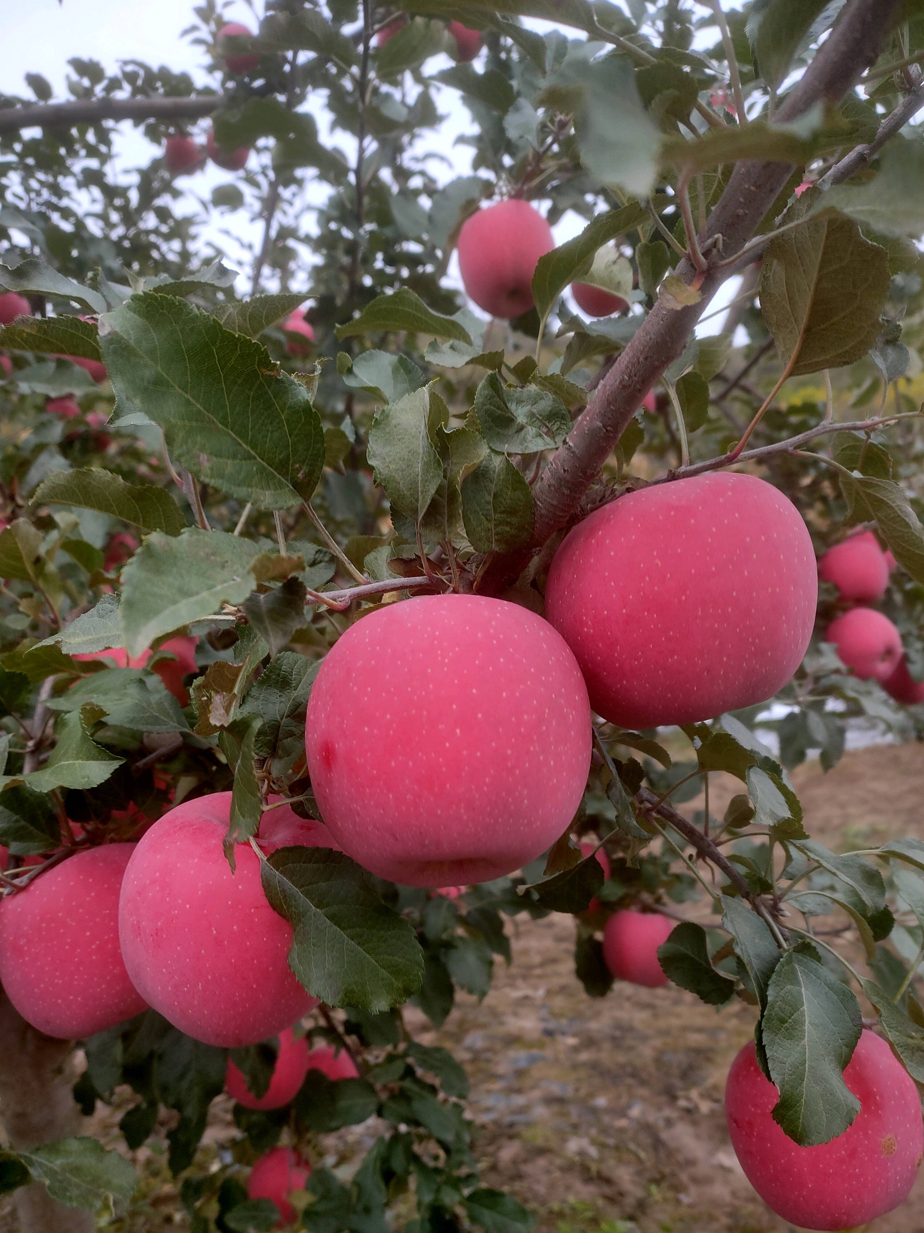 静宁红富士，每天一个果，疾病远离我，静宁县地处北纬37度，果树易栽区，红富士苹果是我们静宁人民的脱贫果，也是全国^民的幸福果，平安果。