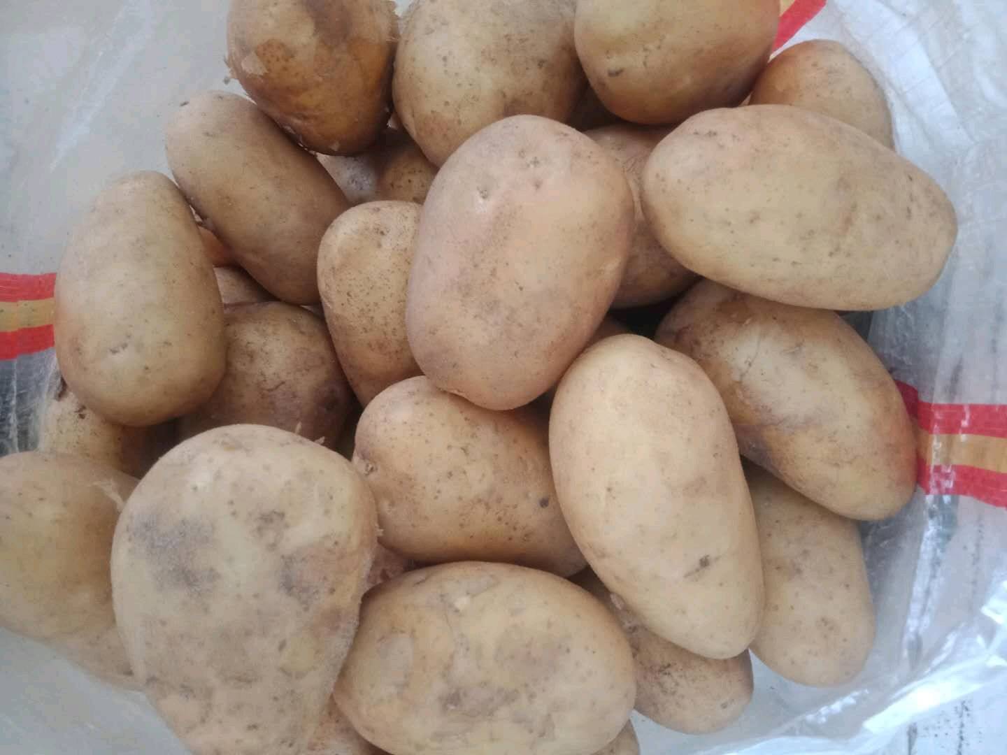 产地批发出售精品小土豆:无伤残无虫眼无青头，质量保证价格便宜。