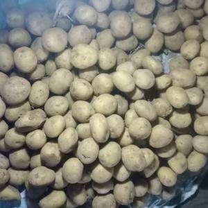 脱毒土豆种子:纯度高，亩产高，适应适应范围广，南北均可种...