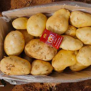 黄心土豆:品种齐全，荷兰806、希森、实验1号、大丰10、闵薯、黄心226、中佳和709，ev和v7土豆。颜色个头薯型三优精品。