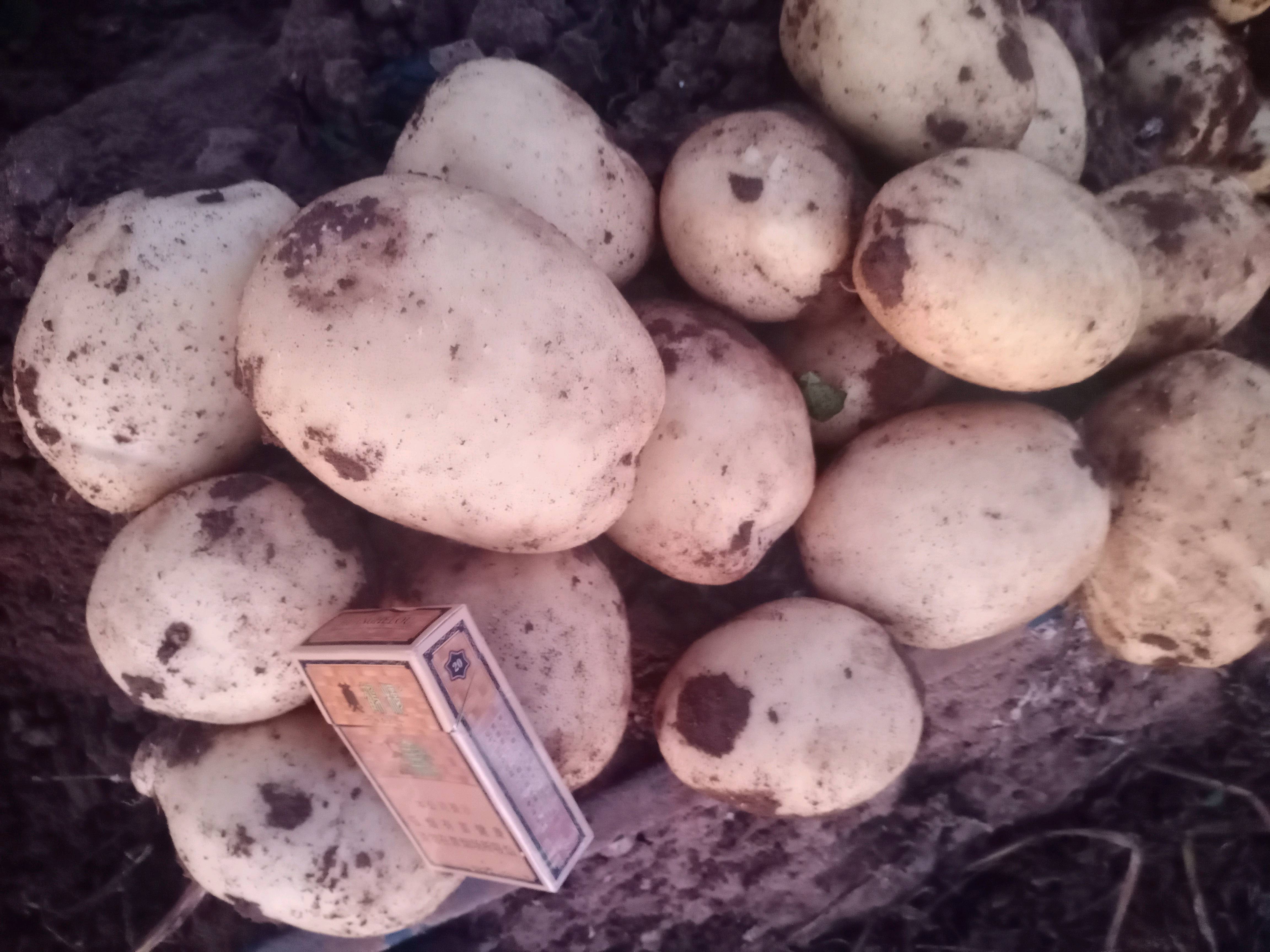 精品白心土豆:主营白心226、228、v8和丽薯6号。质量可靠诚信交易。