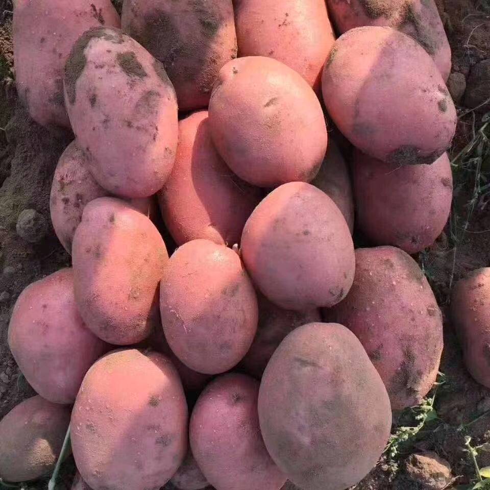 红皮土豆:川引、雪川红、东方红、大丰8号和青薯9号。颜色鲜红，薯型优美。