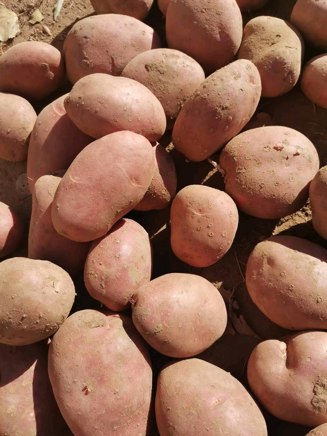 红皮土豆:川引、雪川红、东方红、大丰8号和青薯9号。颜色鲜红，薯型优美。