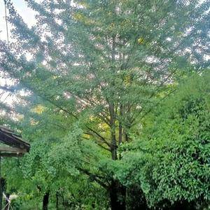 桂林银杏基地优惠供应各种规格绿化苗木
