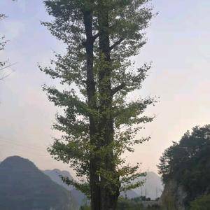 桂林银杏基地优惠供应各种规格绿化苗木
