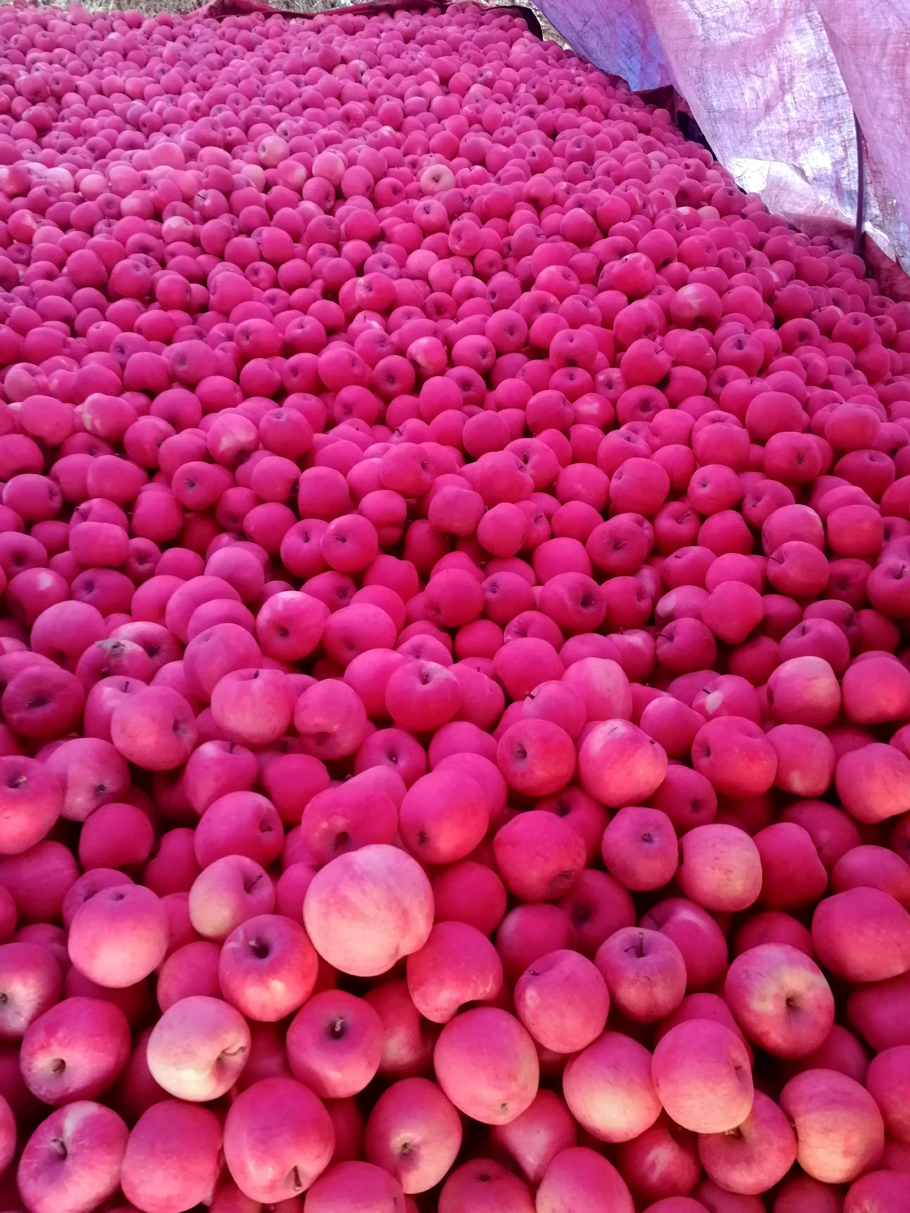 红富士苹果，条连川，70以上