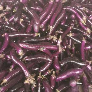 徐闻紫长茄，量大价优，大量供应中。