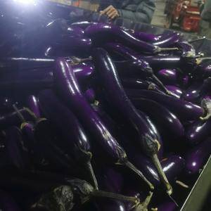 徐闻紫长茄，量大价优，大量供应中。