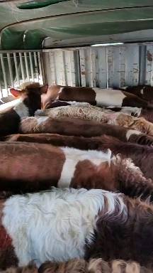 看一下各位养殖户 图片中的西门塔尔牛 ，实价实报能买到价格 ，还有我们这边的养殖场 的牛，公母牛 你都有 ，
现在正常市场价的话 ，都是11000 12000