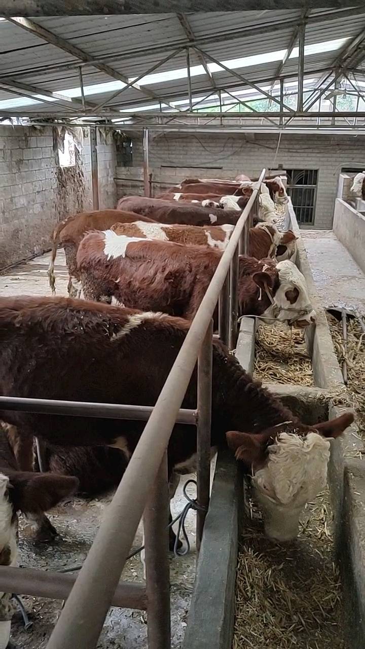 看一下各位养殖户 图片中的西门塔尔牛 ，实价实报能...