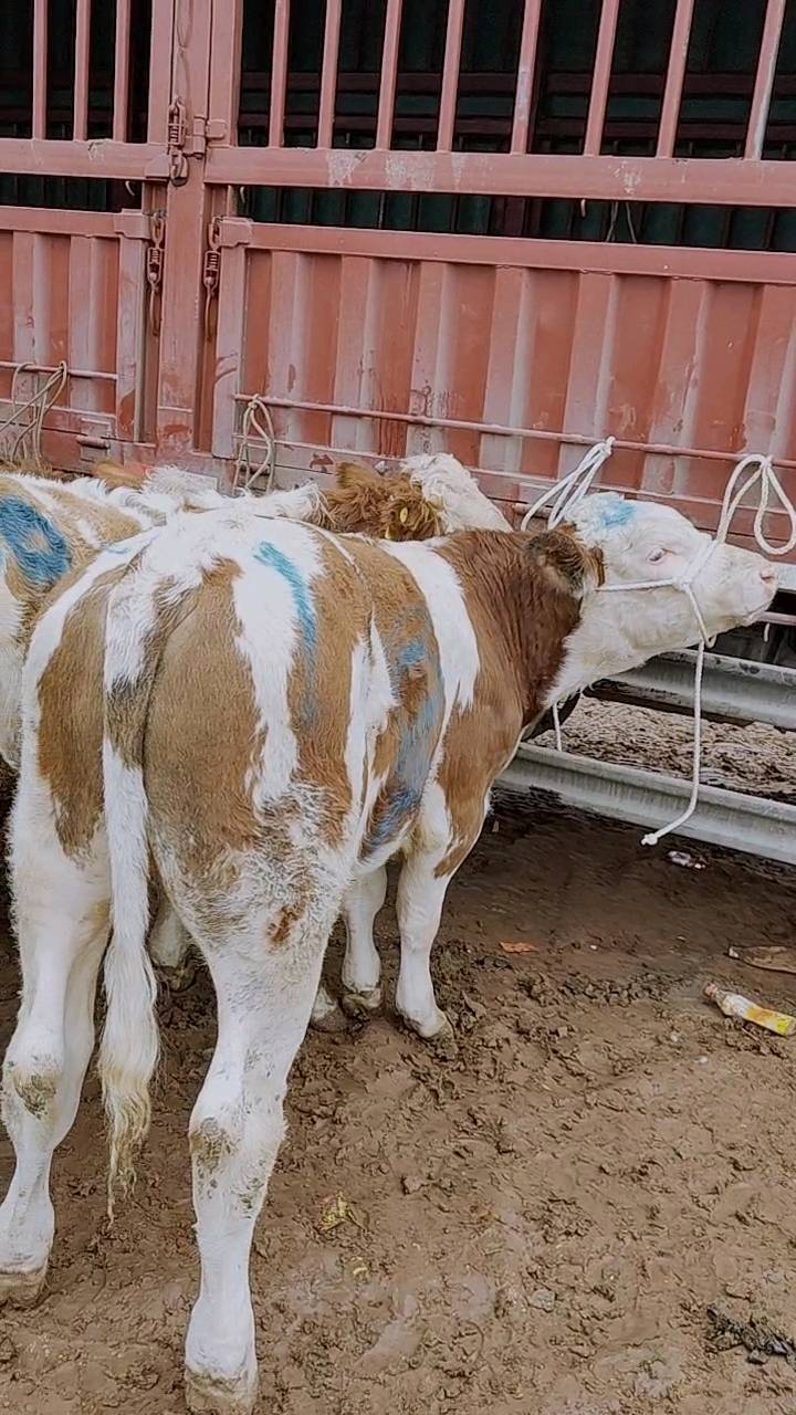 看一下各位养殖户 图片中的西门塔尔牛 ，实价实报能...
