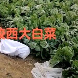 出售胶州大白菜三万斤质量好，个人自己种植15966868...