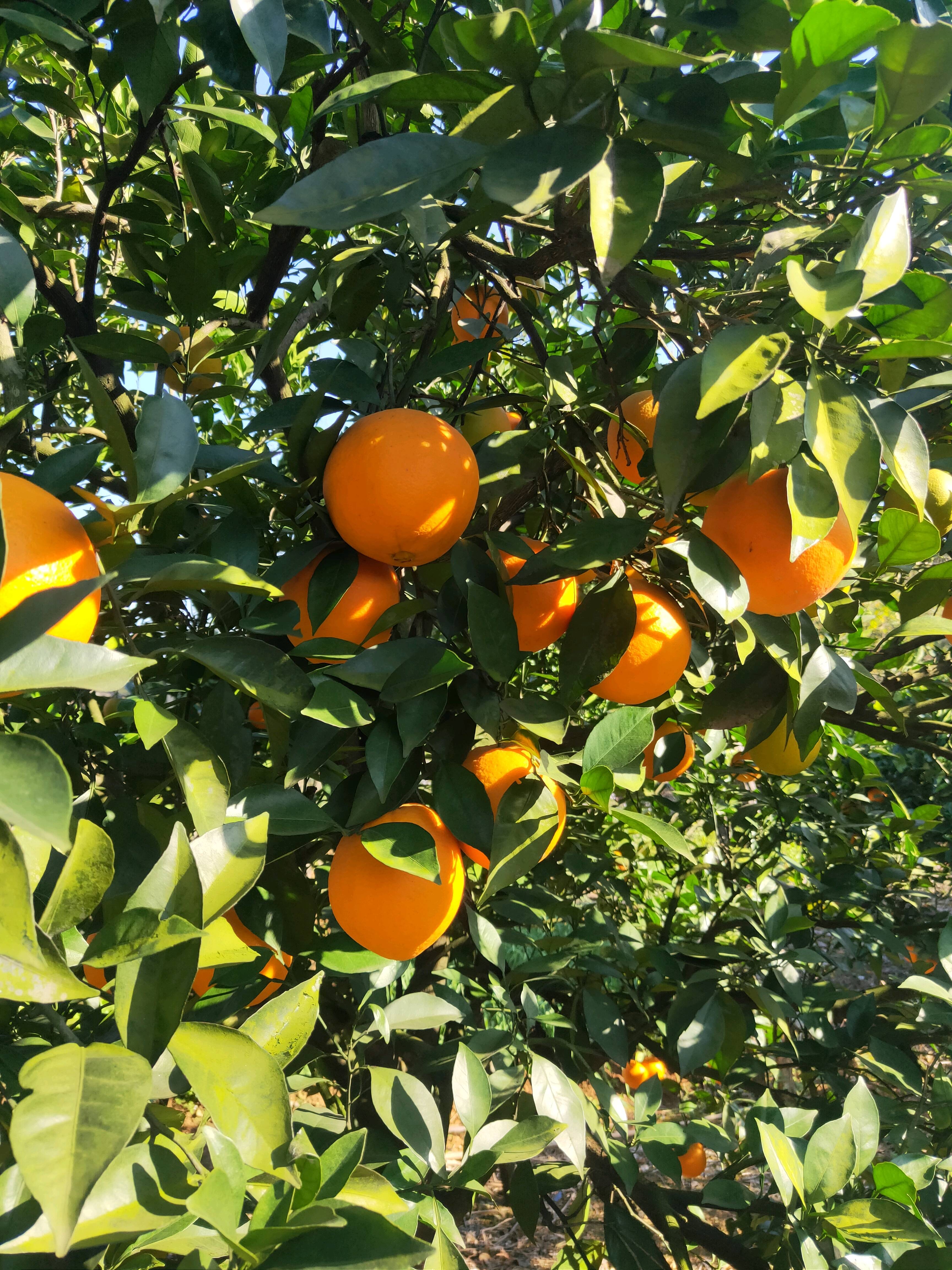 自家种的纽荷尔脐橙熟了，纯绿色水果，希望老板朋友了前来订...
