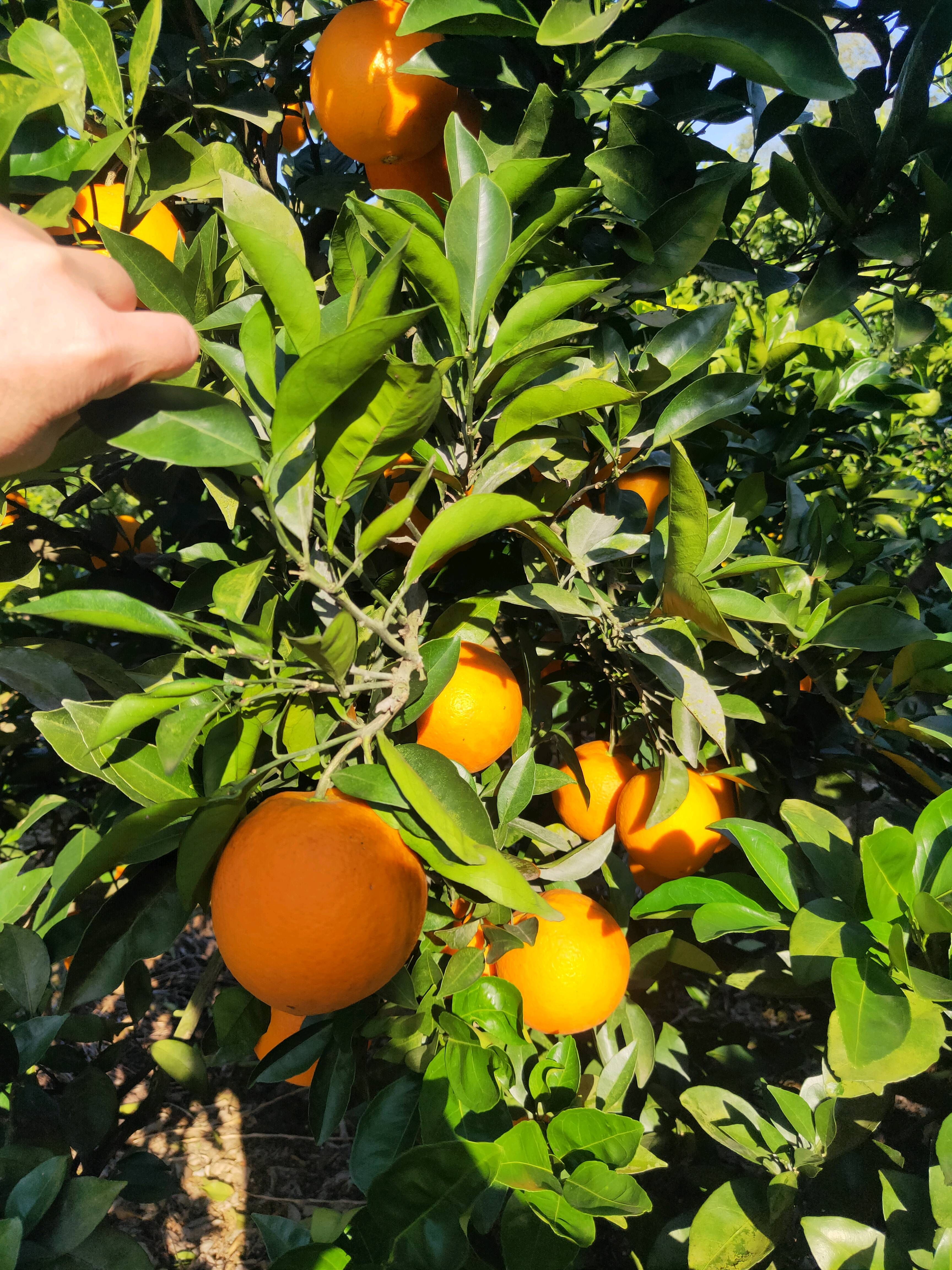 自家种的纽荷尔脐橙熟了，纯绿色水果，希望老板朋友了前来订货购买谢谢