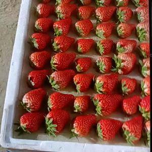 常年供应草莓不断货