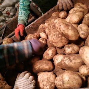 张北县马铃薯种薯基地出售库存土豆原种:226，X6，雪川...