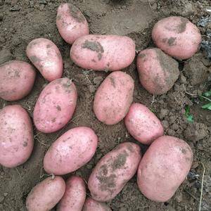 张北县马铃薯种薯基地出售库存土豆原种:226，X6，雪川红，V7等土豆原种。226原种以分捡完毕，年前需要的抓紧定购。联糸人13785299503