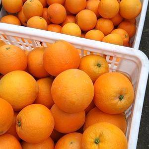 纽荷尔脐橙大量上市，味道甜，色红果皮干静。