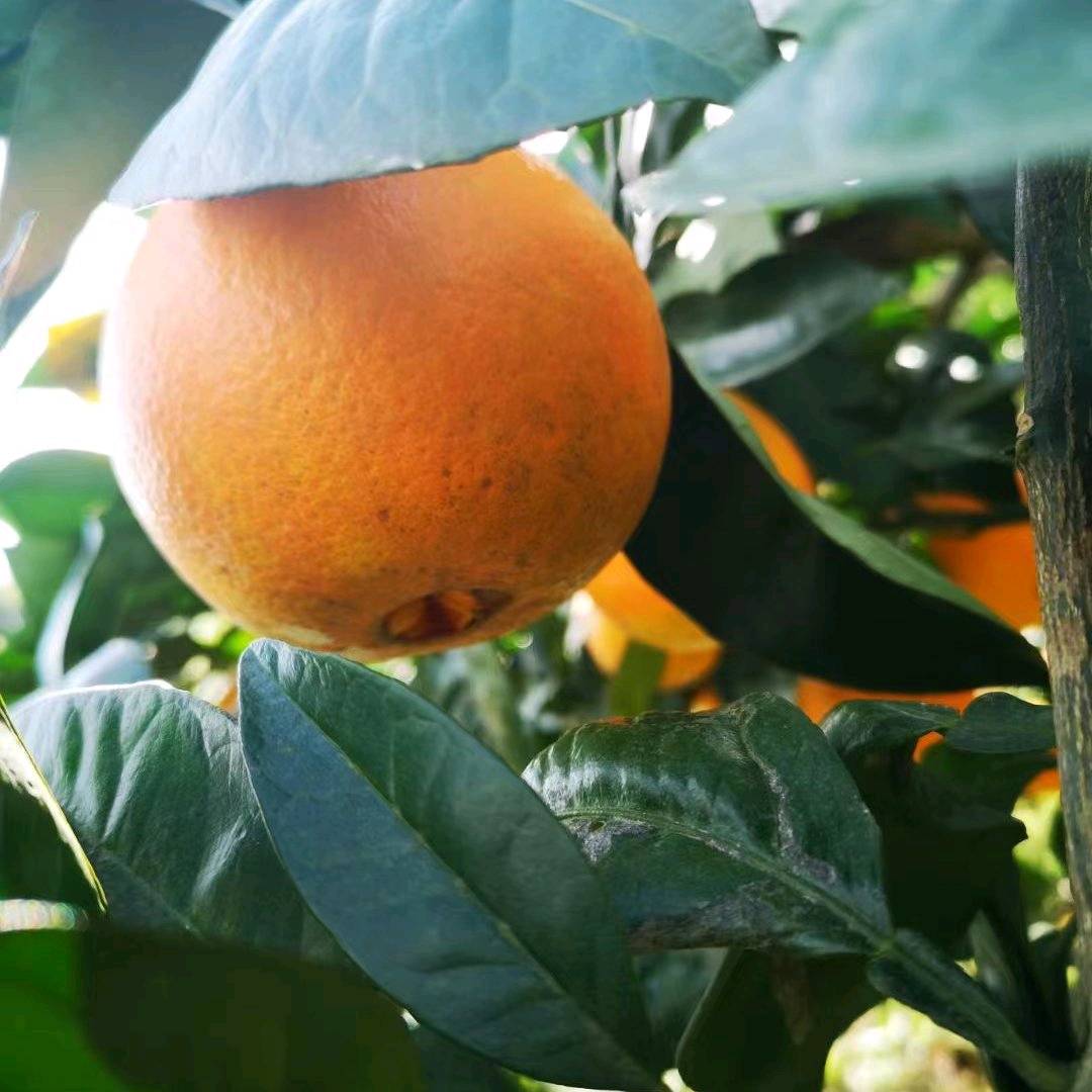 喜欢吃橙子的可以来了哦！农家不施肥自然生长哦