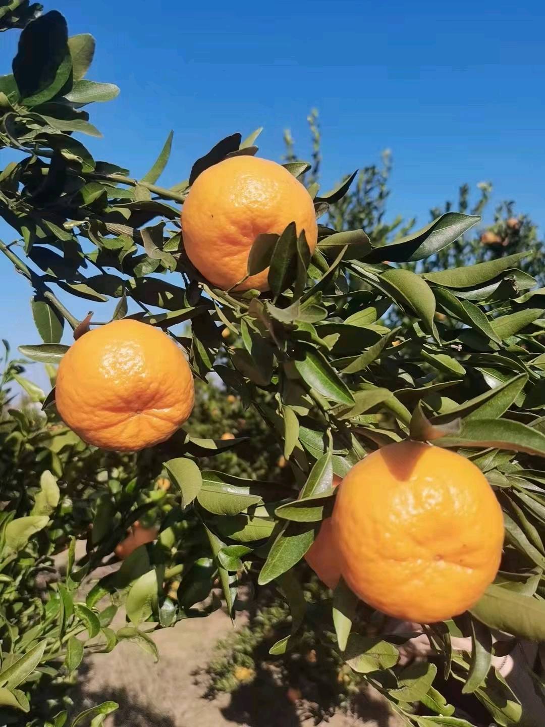 宜昌脐橙 蜜橘 柚子 芦柑  联系电话18771774321