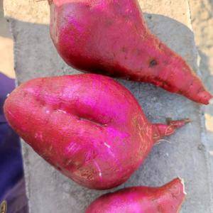 商薯19，红皮白心红薯，产粉高，3000斤起售。