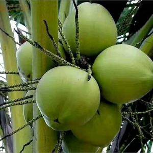 精品椰子市场价产地直销货源充足稳定欢迎老板来咨询。