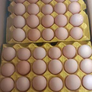 直供粉蛋红心蛋，质量有保证。40至45的，三天五百件左右