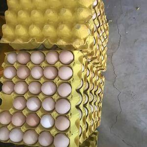 长期供应粉壳饲料蛋，36～45箱装360枚，订货量500...