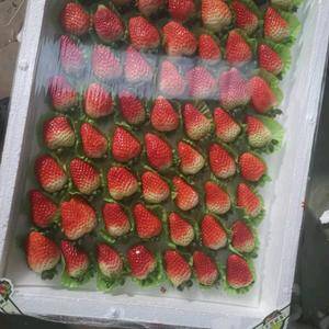 江苏耿集万亩草莓大棚 产地直供 鲜甜可口 味美多汁 品种...