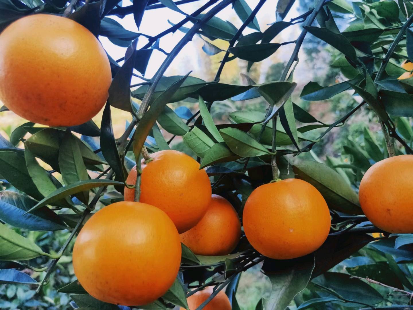 橙心橙意~正宗黔阳冰糖橙！
自家种植，纯天然，无污染。...