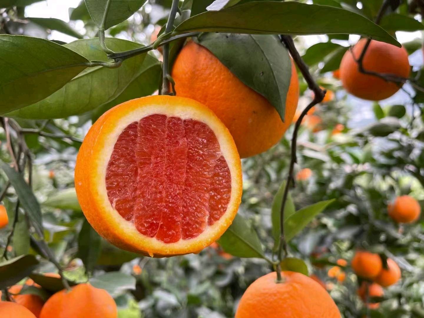 中华红血橙产地现摘现发货 农户一手货源对接市场 电商 商超 出口