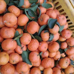 广西象州砂糖橘，沃柑，大量上市欢迎各位老板前来采购，代办...