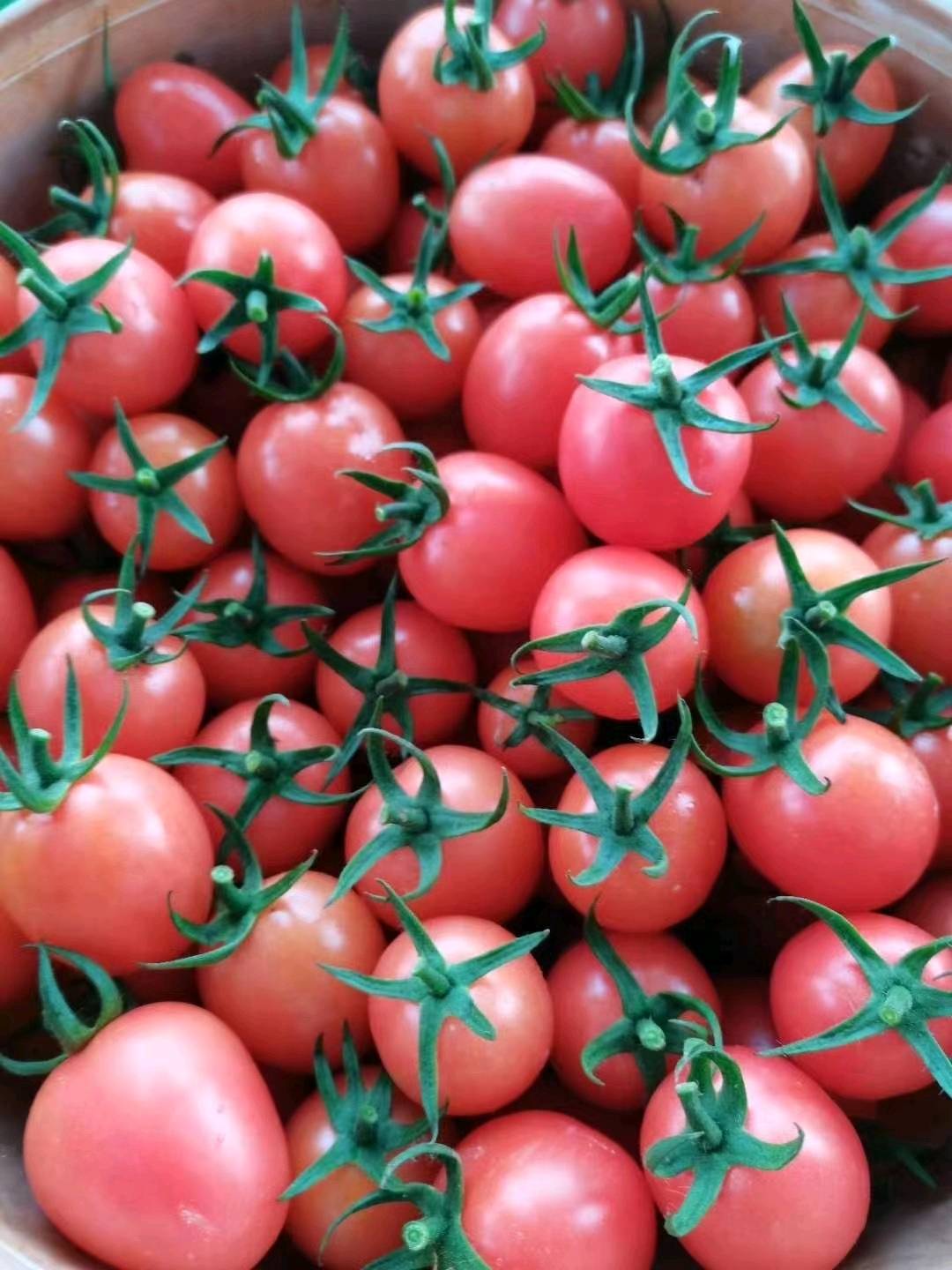 广西田阳县大量批发粉果西红柿，代收2万左右。欢迎合作电话:15018530354