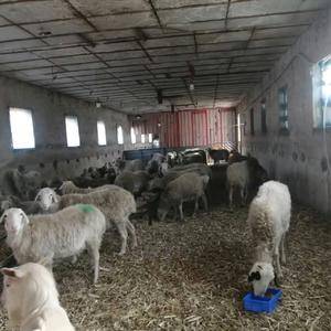 出售1-2岁寒羊串大母羊，现还在下羔，小公羊，小羊羔共180多只，搂群优惠
联系电话15102452421