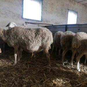 出售1-2岁寒羊串大母羊，现还在下羔，小公羊，小羊羔共180多只，搂群优惠
联系电话15102452421