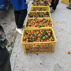 广西象州，砂糖橘和沃柑的产地，欢迎各地的果商前来采购，代...
