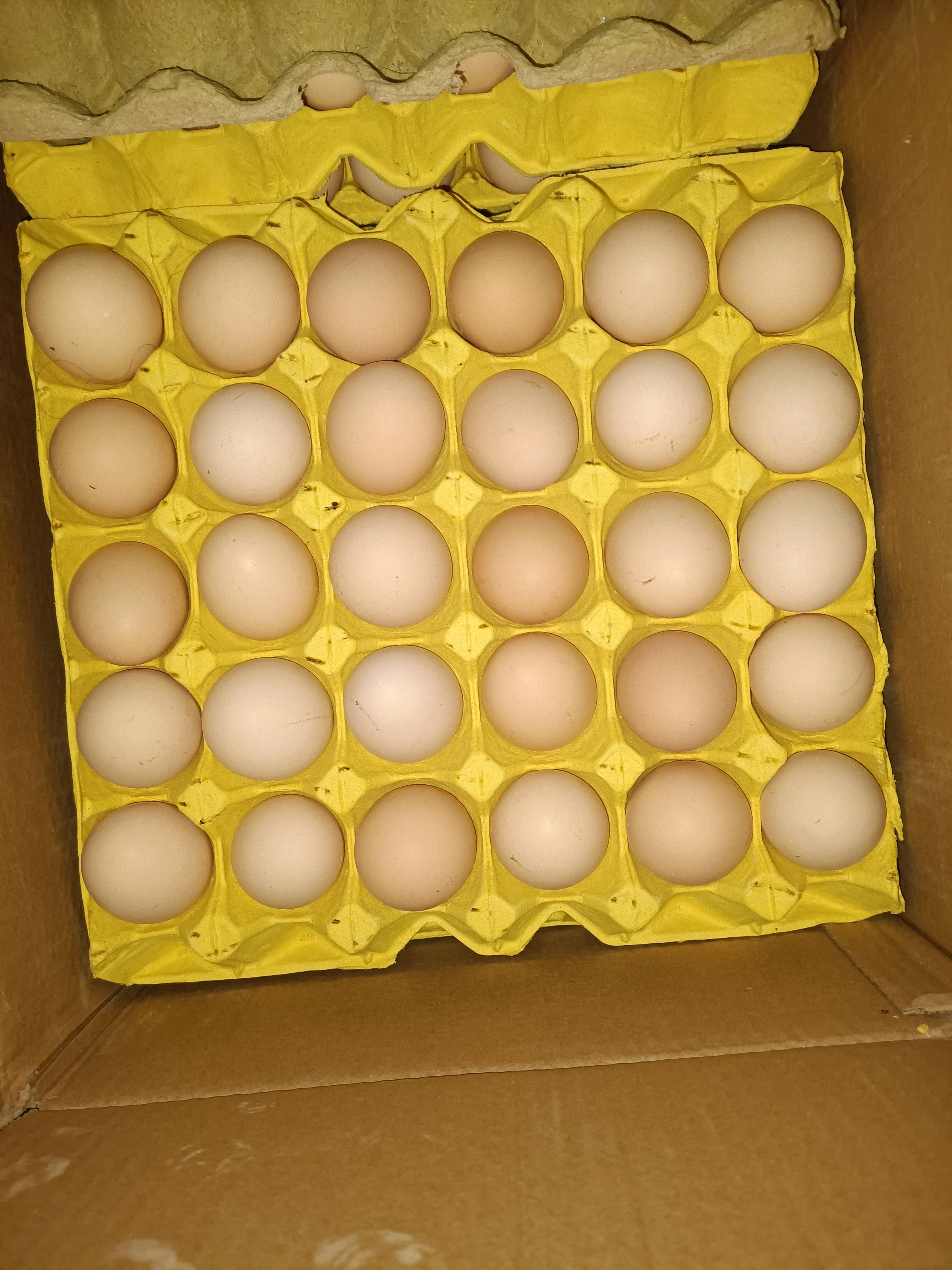 新鲜的精品粉蛋，货源长期稳定