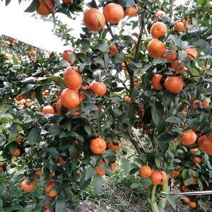 广西象州是砂糖橘，沃柑的产地已大量上市欢迎各位老板前来采...
