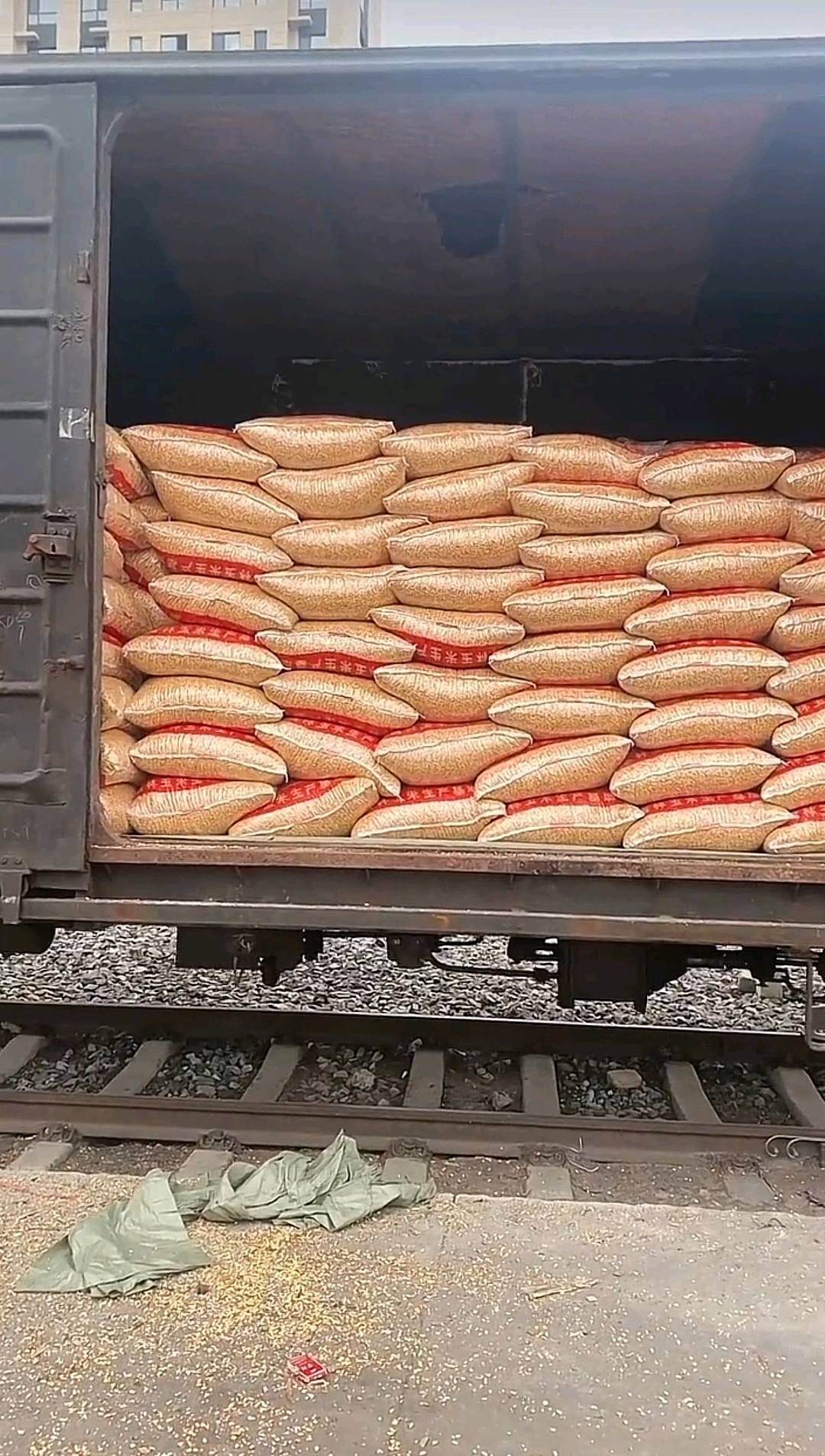 东北吉林黄玉米粒批发全国 符合国储标准的二等玉米 容重700 水15左右  支持全国铁运