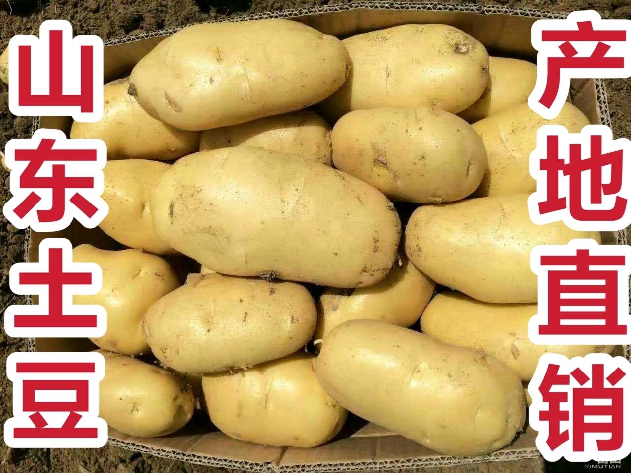 18053993441出售山东荷兰15土豆大量上市...