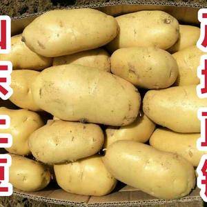 18053993441出售山东荷兰15土豆大量上市，黄皮...