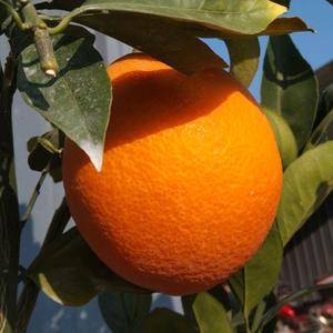 雷波脐橙，产地直销，2000斤起售，欢迎订购。