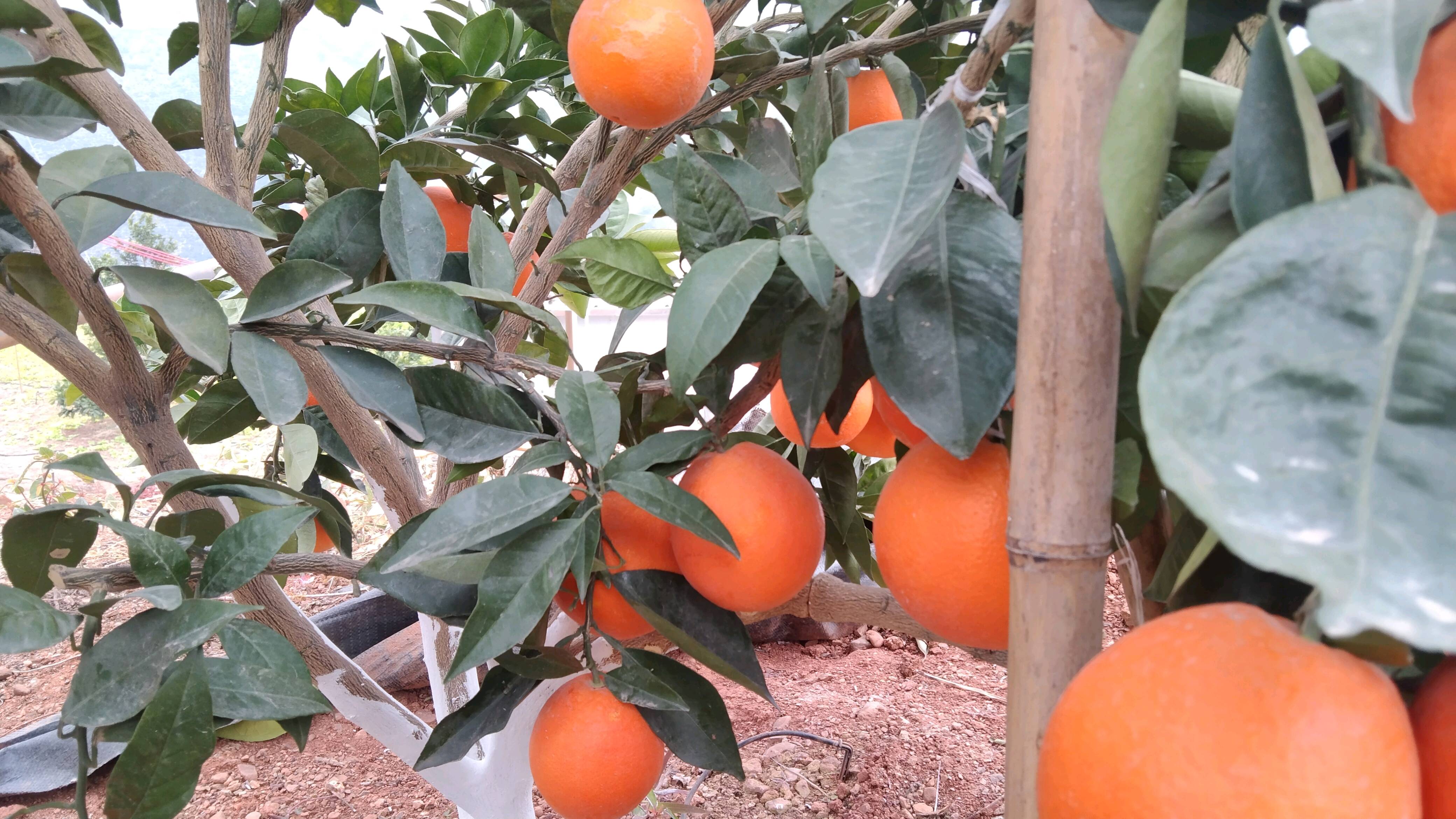 雷波脐橙，产地直销，2000斤起售，欢迎订购。