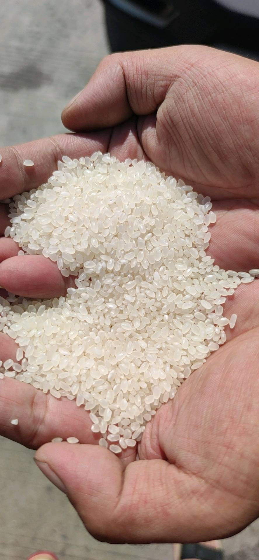 东北寒地珍珠米4000元一吨，14%